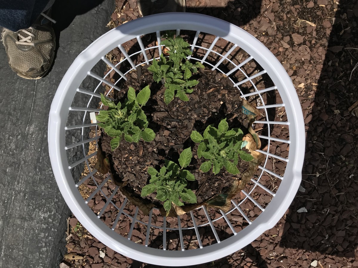 growing-potatoes-in-a-clothes-basket