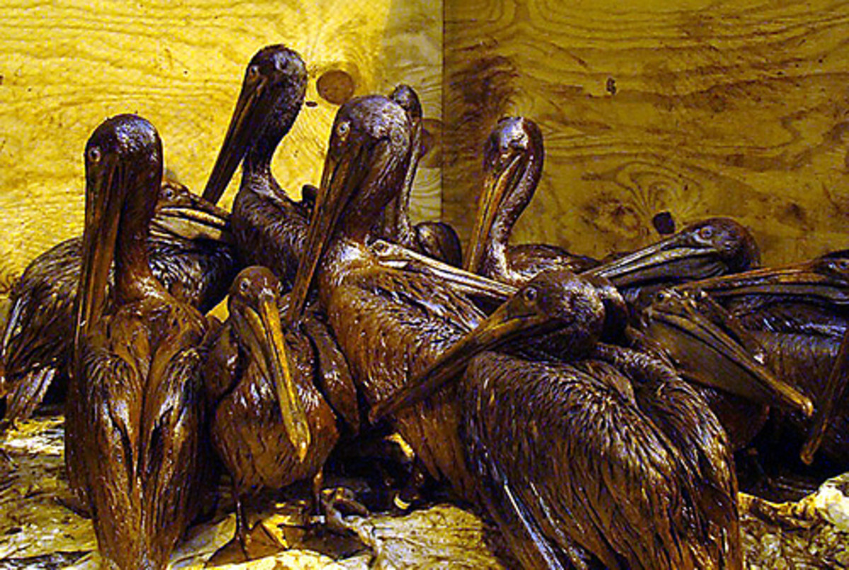 Oil-soaked Pelicans from the Gulf Oil Spill, June 3, 2010