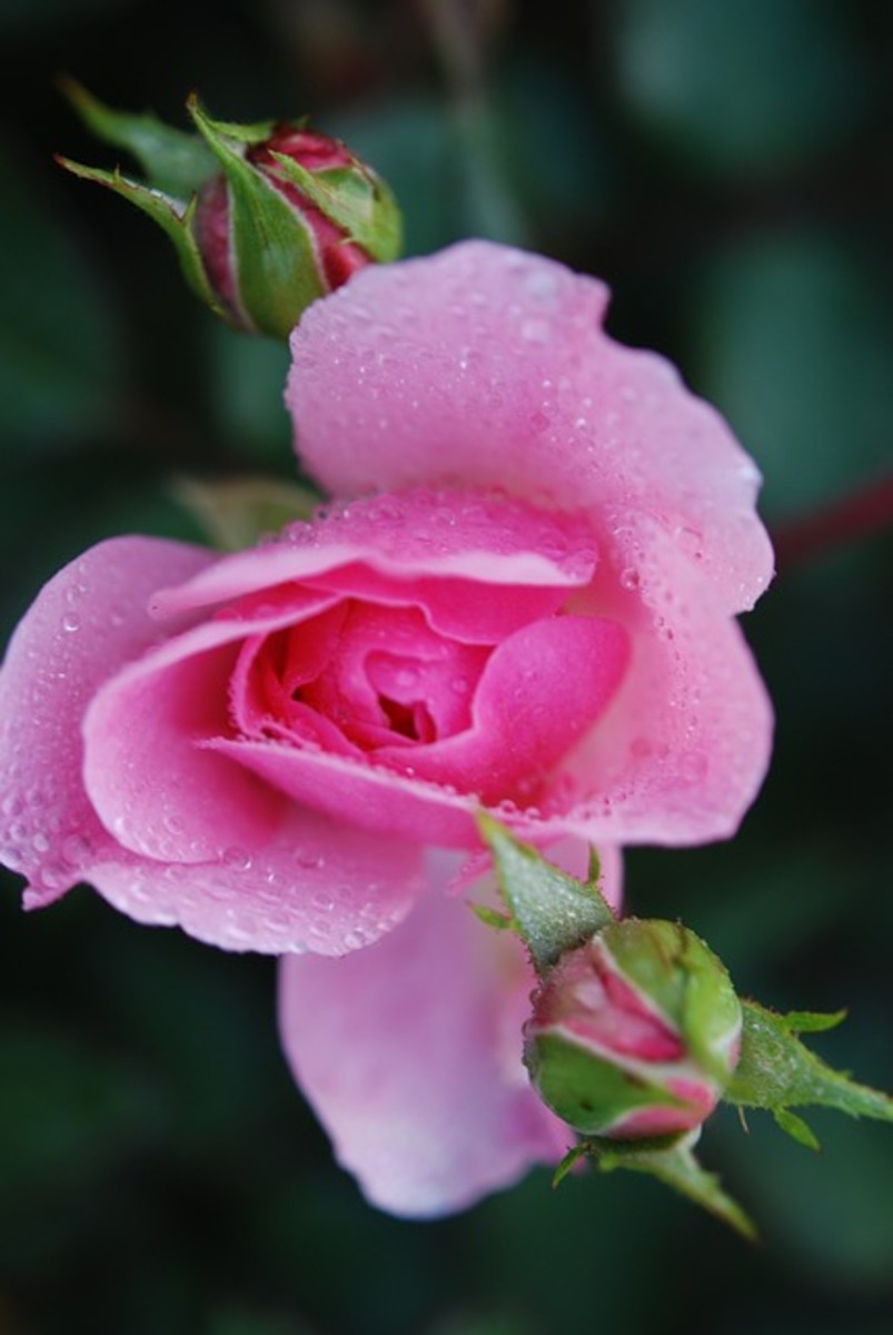 Picture of Pink Rose with Dewdrops