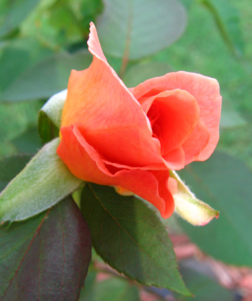 Single Orange Rose Picture