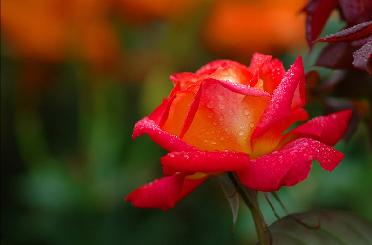 Orange Rose with Dewdrops Photo
