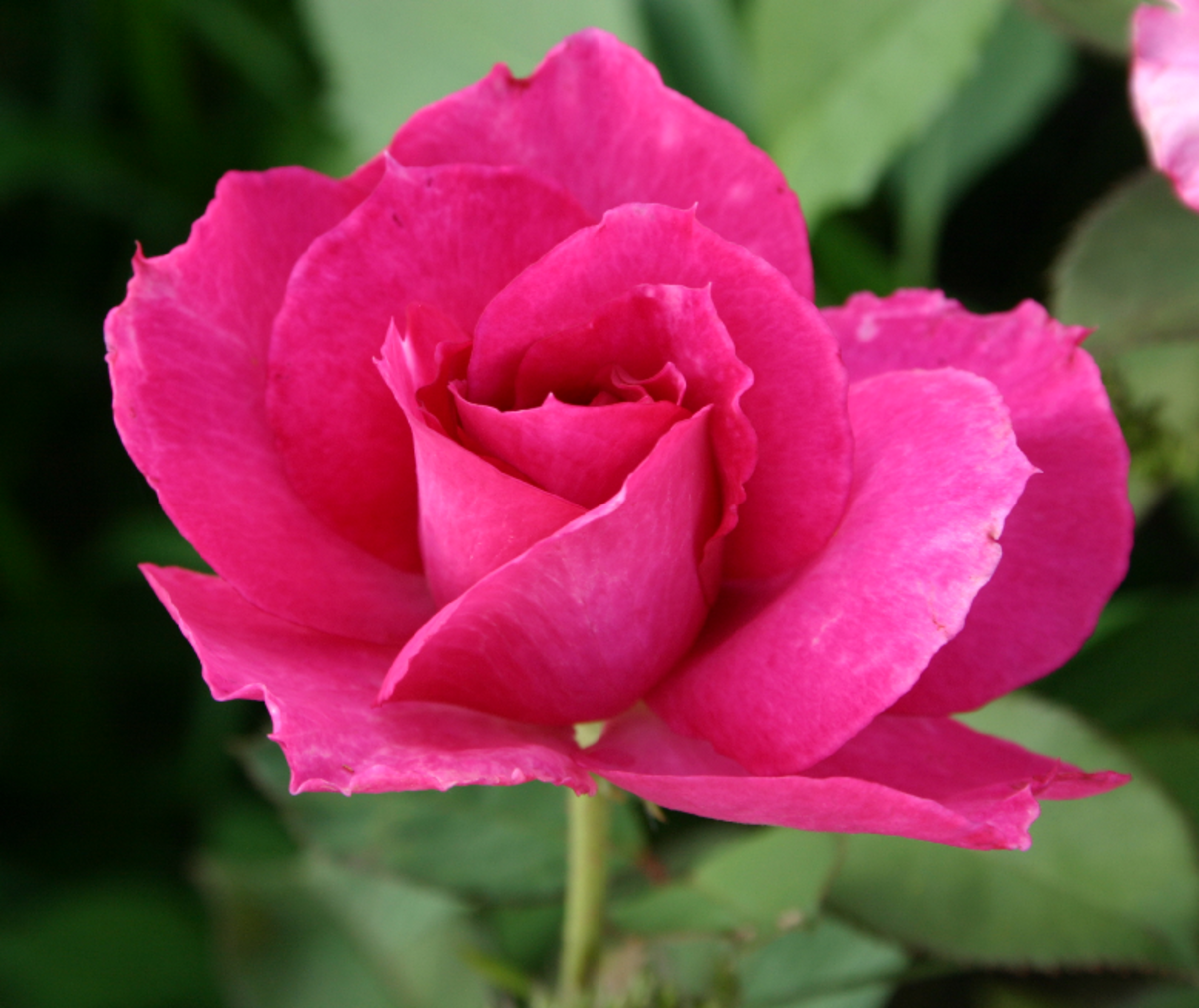 Pink Rose Pic