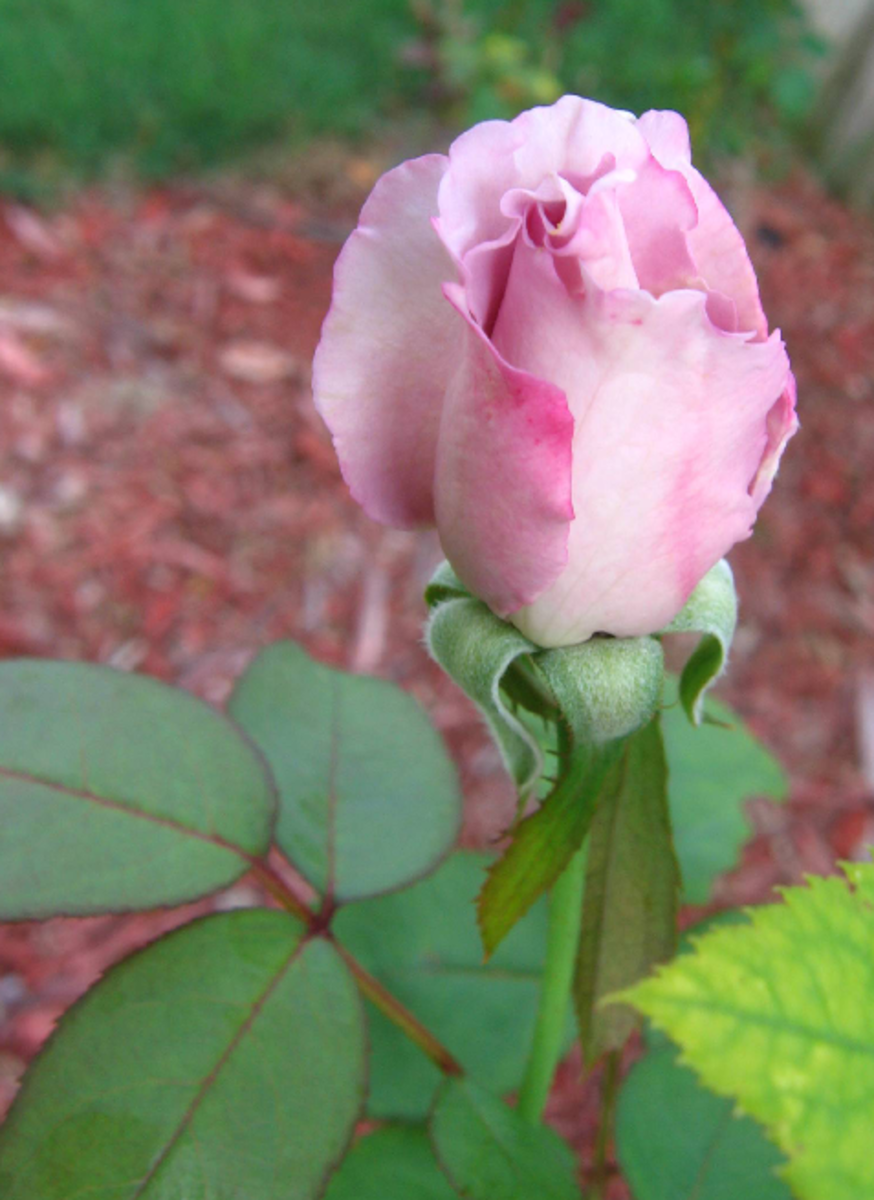 Pink Rose Bud Picture