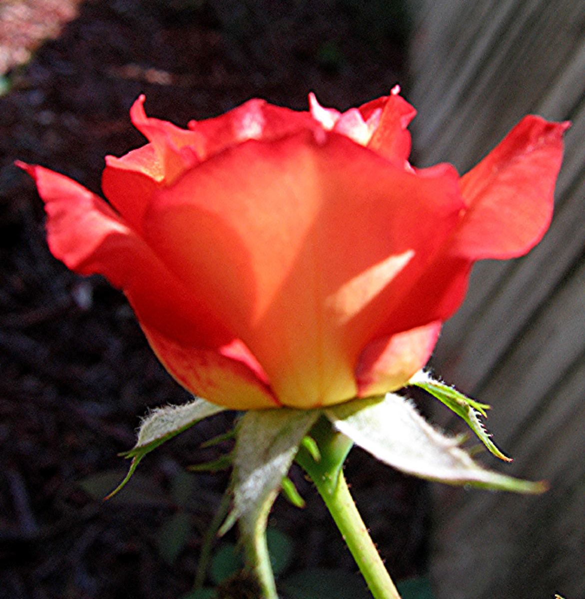 A single orange rose.
