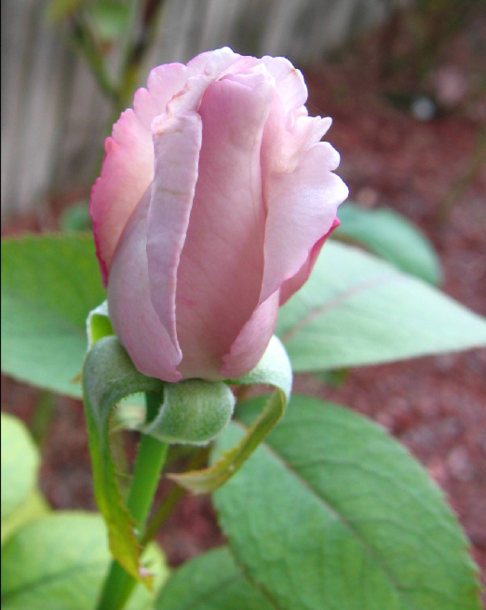 Pink Rose Bud Image