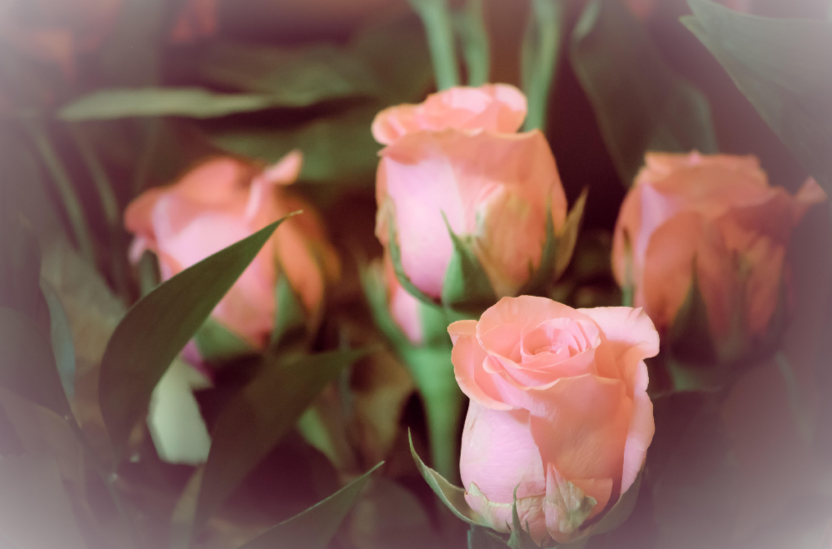 Four Pink Roses Photo