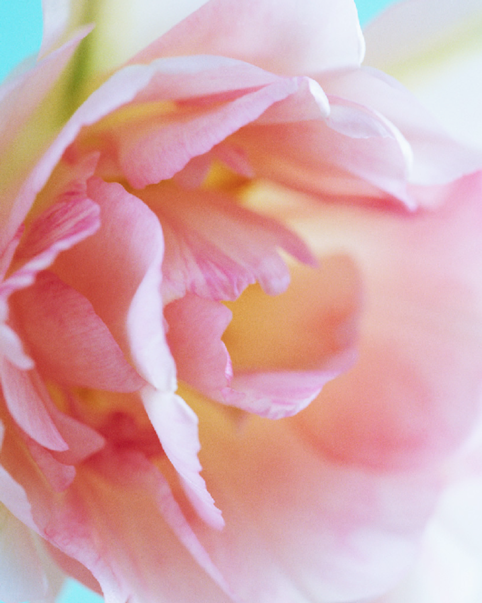 Pink Rose Extreme Close-up Photo