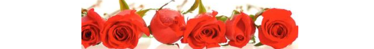 free-pictures-of-roses