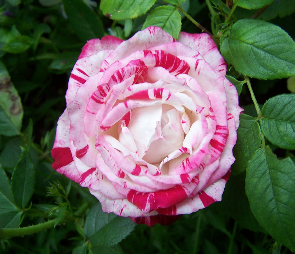 Pink Peppermint Candy Rose Photo