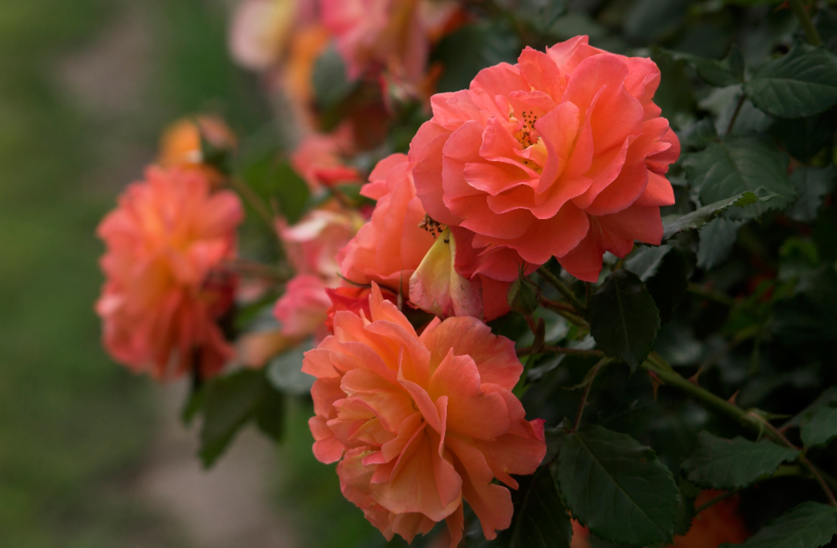 Orange Roses Photo