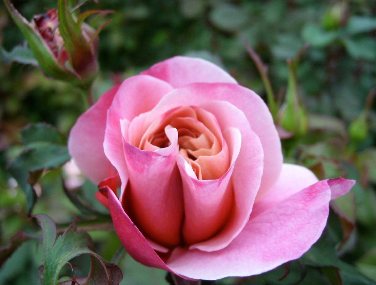 Pink Rose Image