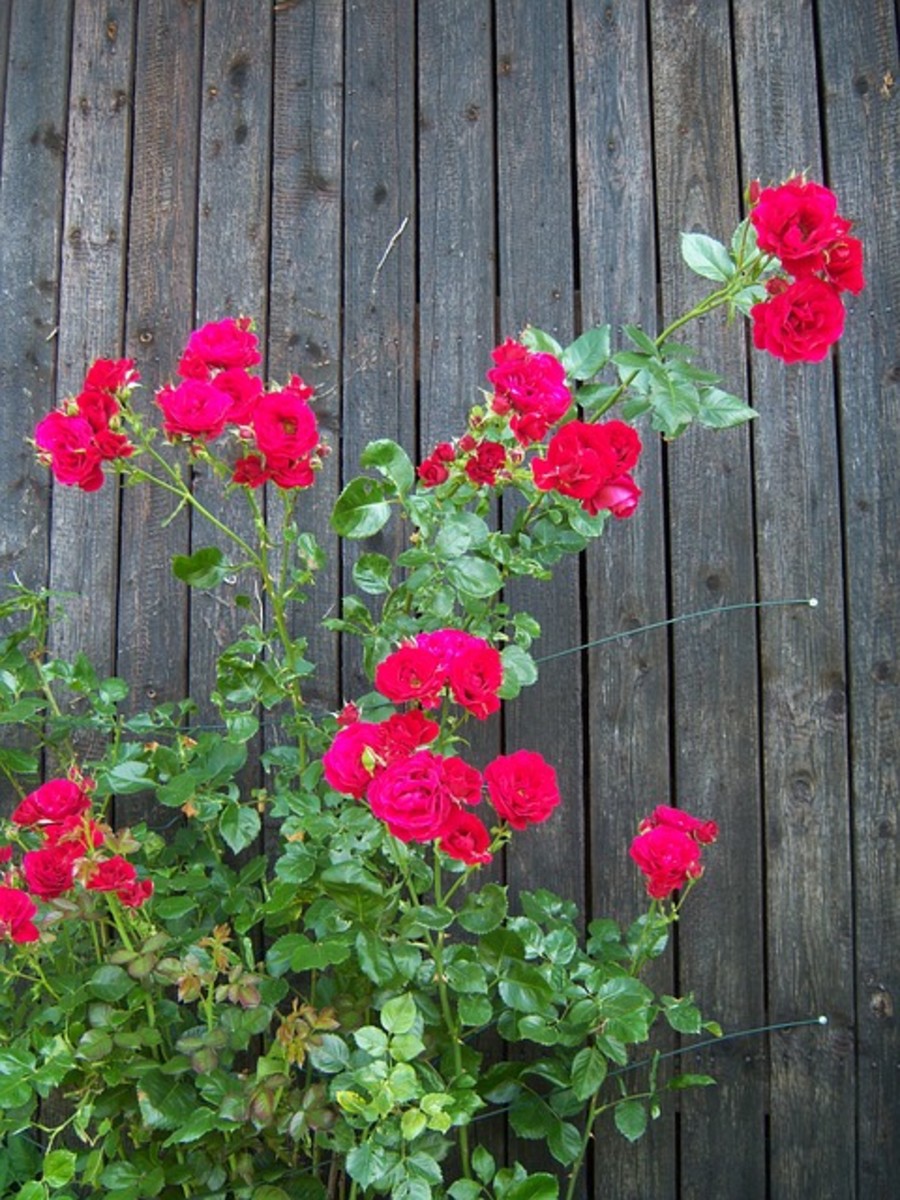 Photo of Red Roses Next to a Fence