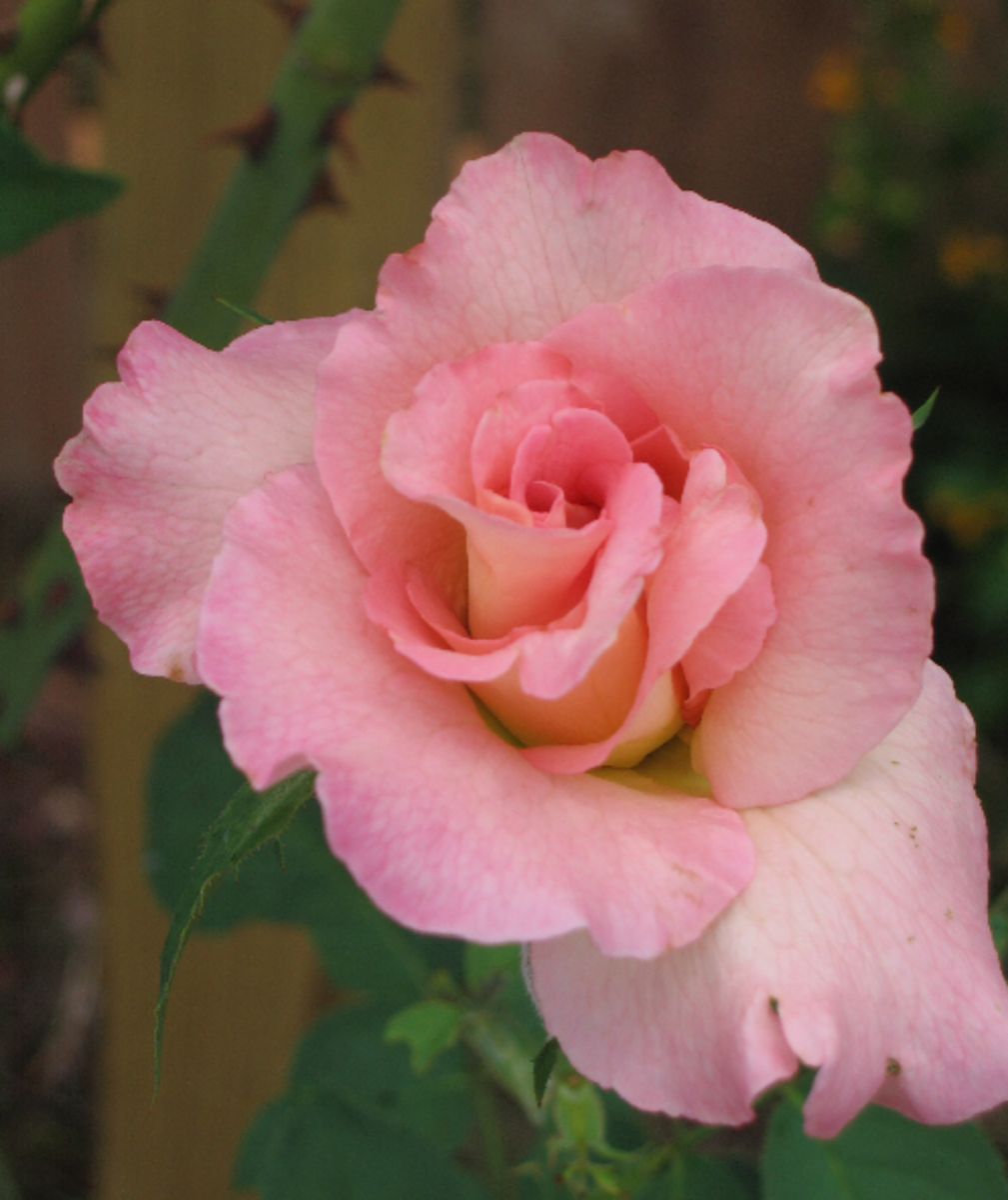 Pink Rose Photo
