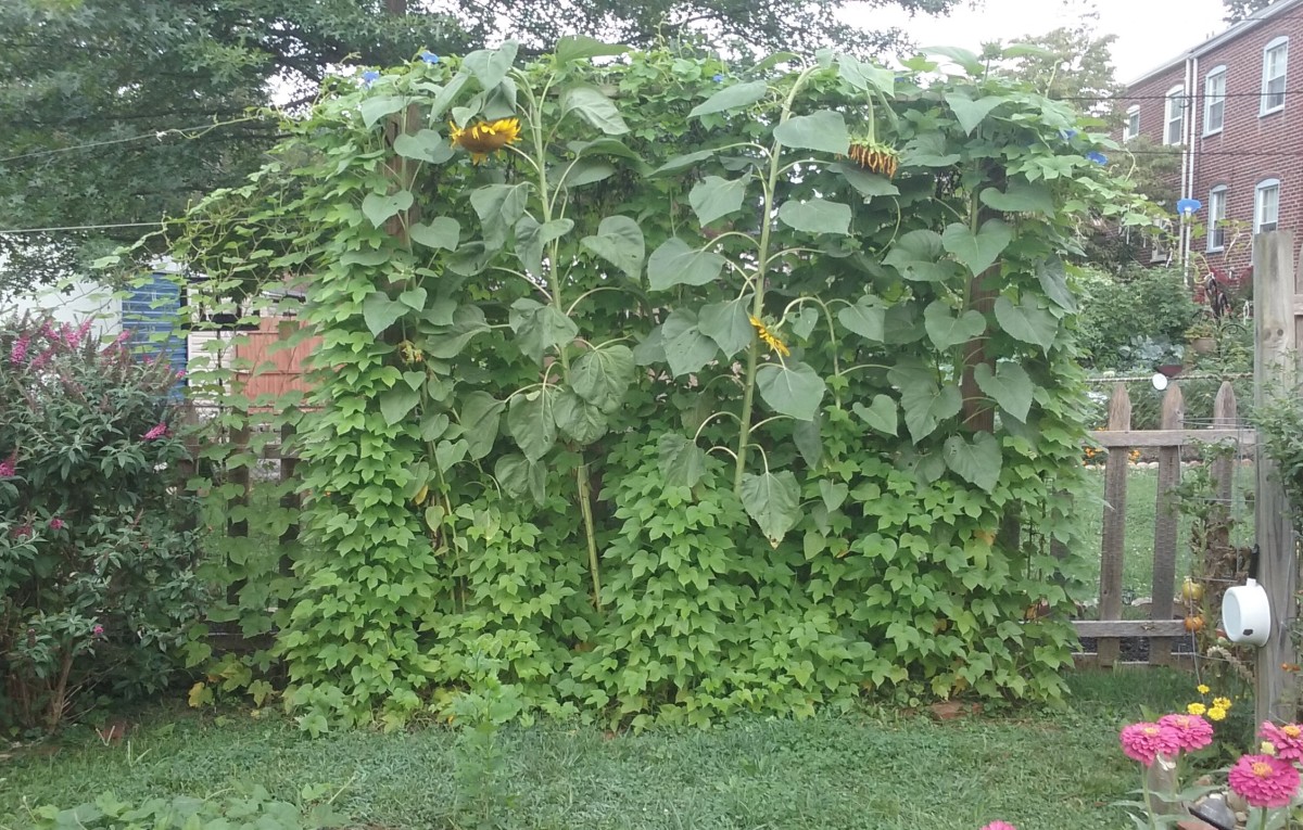 Morning glories climb strings and sunflowers add cover to create privacy for your lawn and yard.