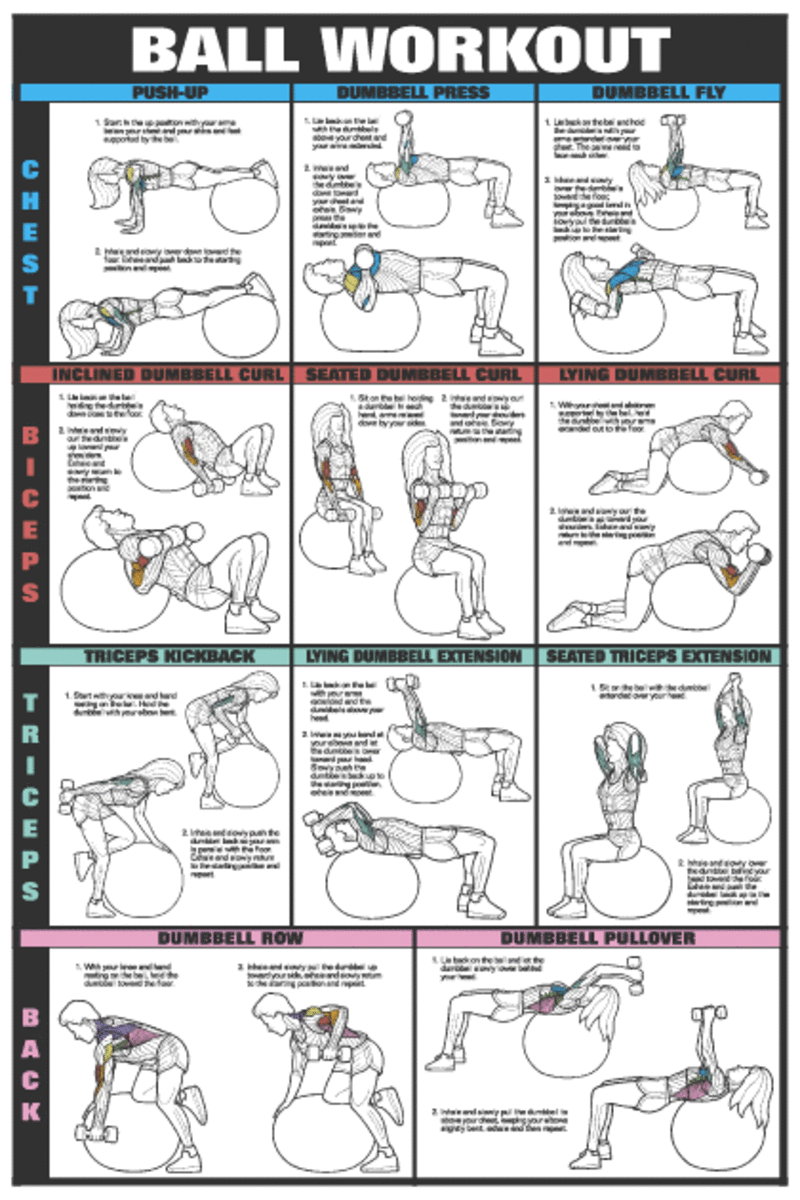 Ball workout chart: chest, bicep, triceps, and back