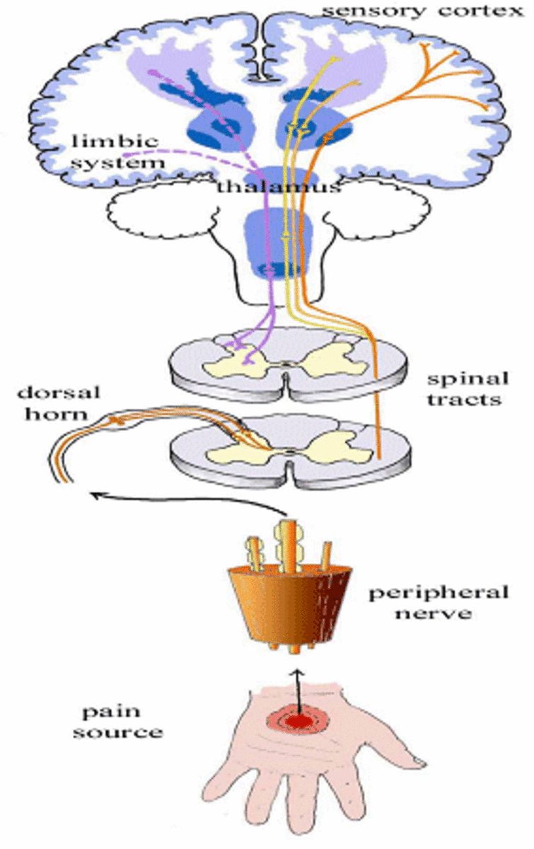 Dorsal horn of spinal cord is the relay station to and from the higher levels of the Central nervous system.