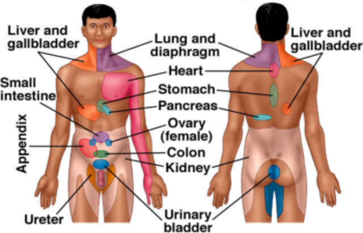 These are the areas where visceral pain can be felt but not necessarily where the pain is located.