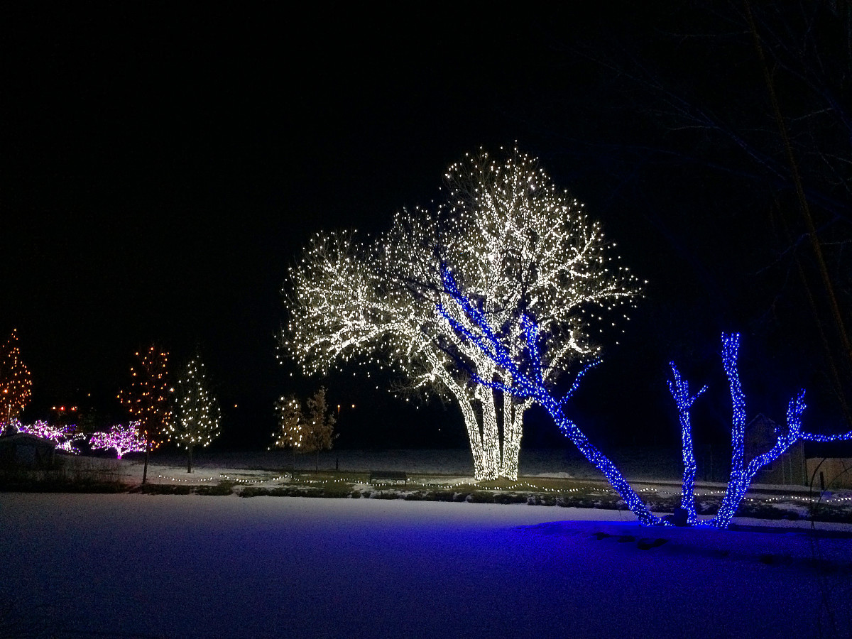 Decorated trees at Chatfield Farms
