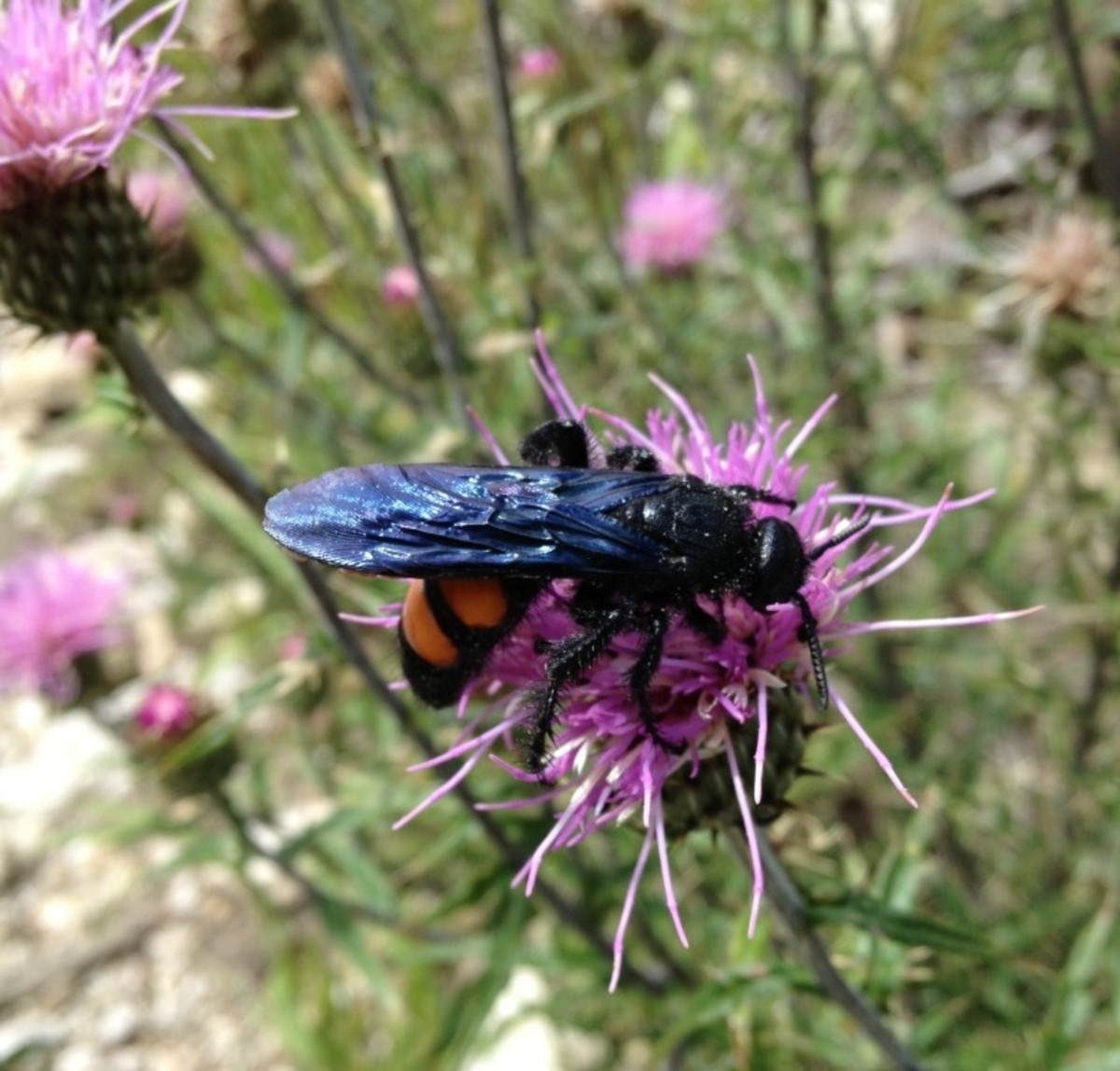 Close-up of Female Flower Wasp - note wider body and shorter antennae. (Photographed in Santa Catalina Mts, AZ)