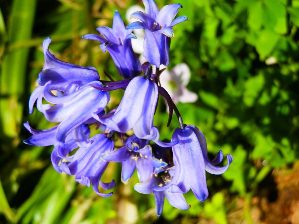 English Bluebell Wildlife Help Save Them Fresh Sustainable Collected Seeds