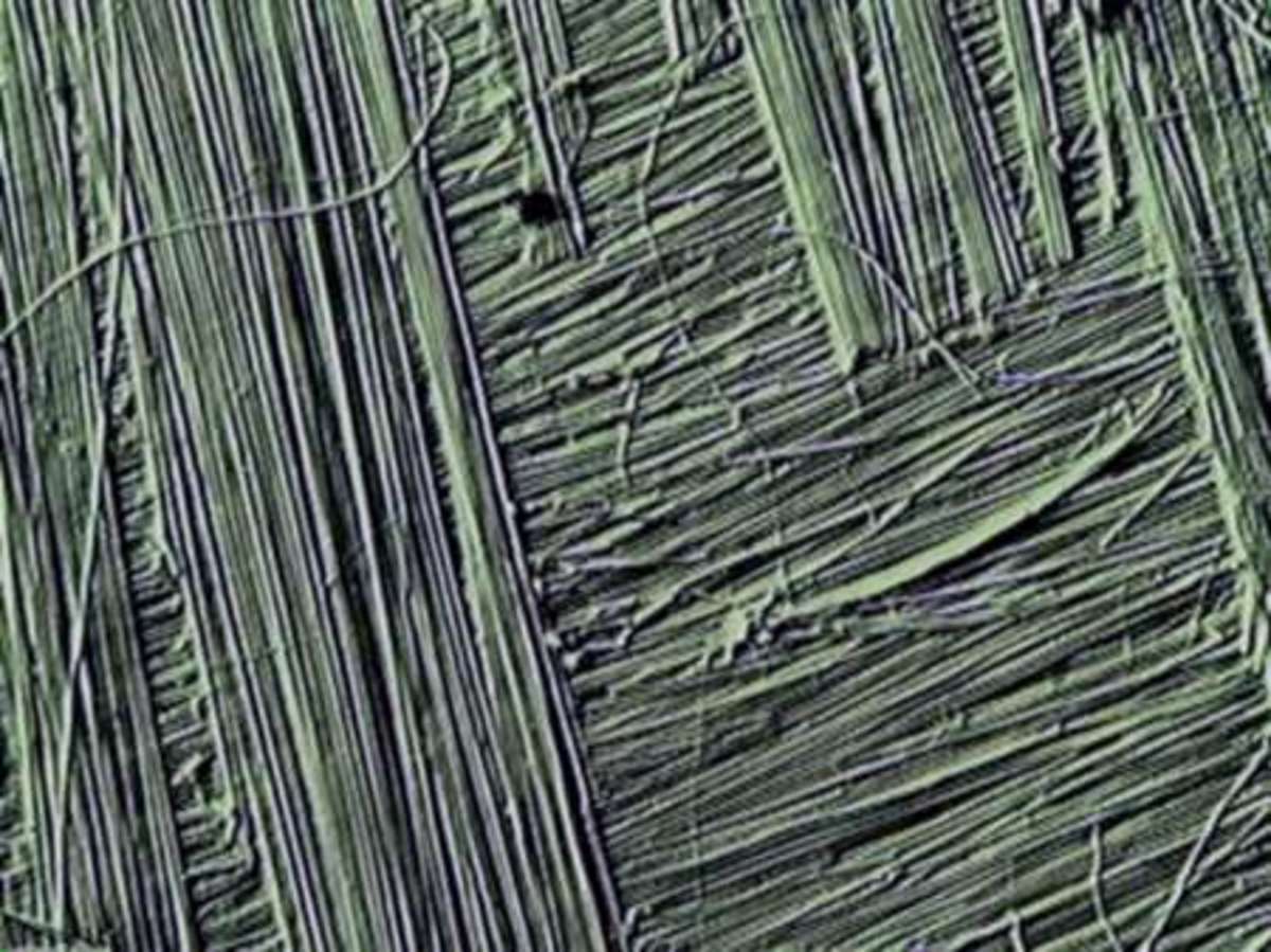 Cellulose Microfibrils - Cellulose makes up a very large part of plant matter.