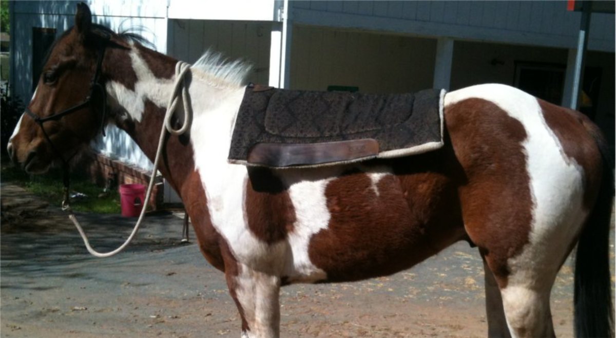 How to Tack Up a Horse Western StyleCorrectly! (Including Photos) HubPages