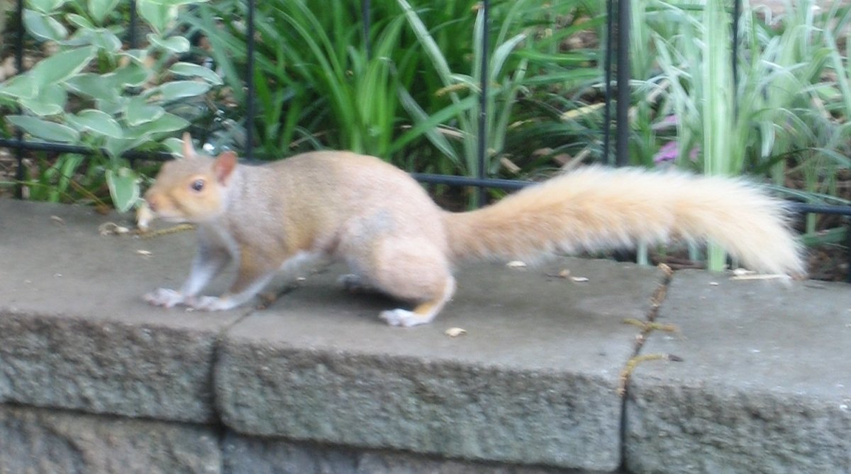 Fur Color Variations in Grey Squirrels