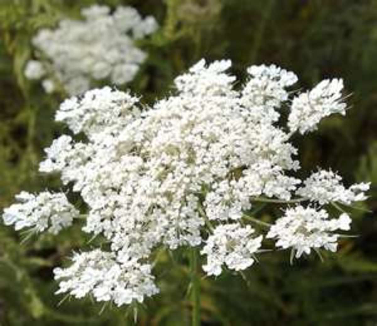 How to Grow and the Benefits of Queen Anne’s Lace