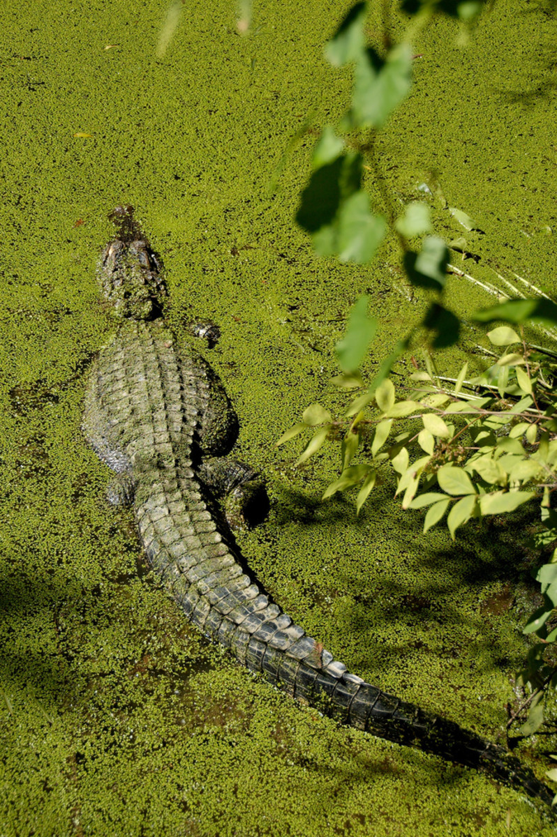 Alligator tails get many bite marks from other alligators.