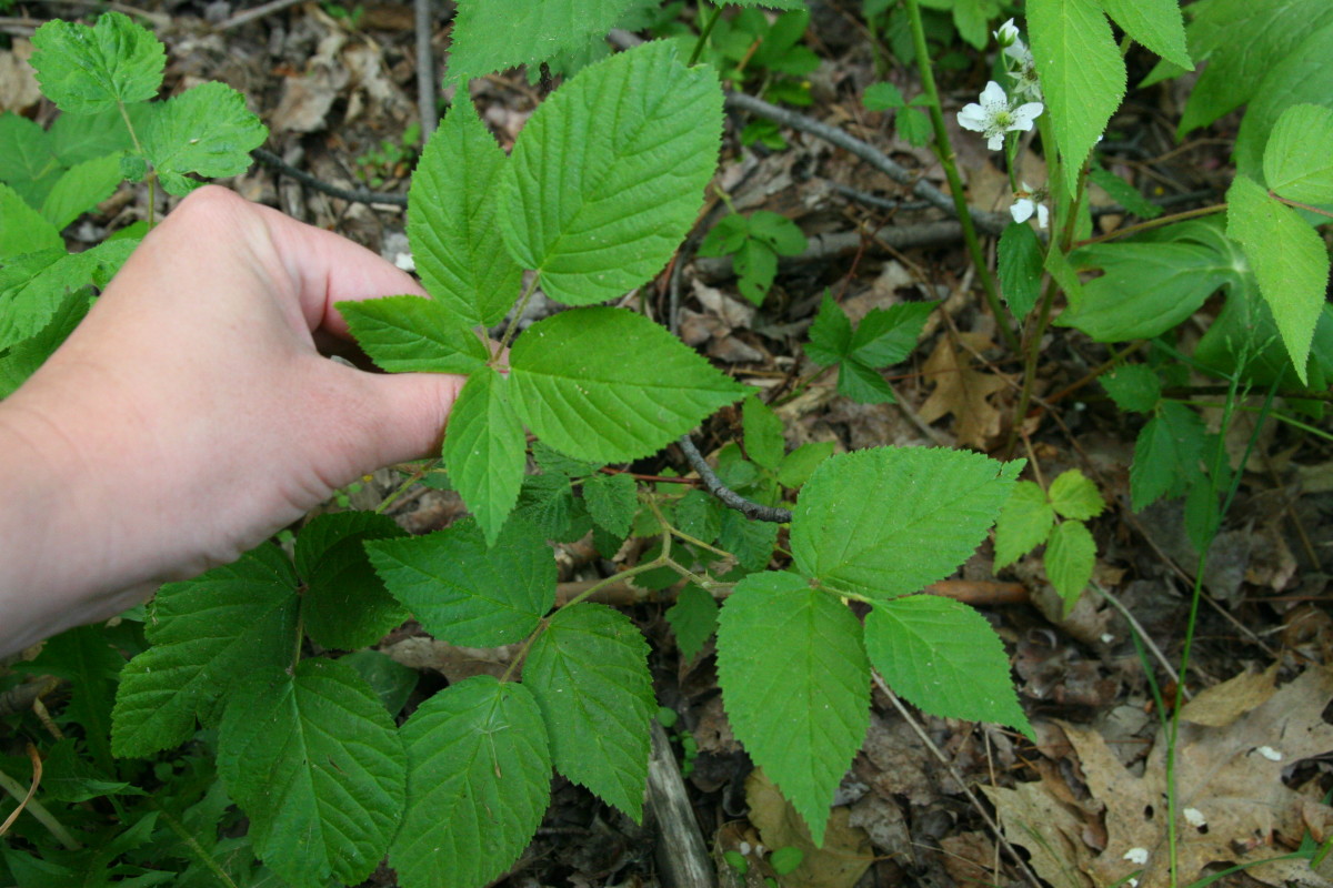 These leaves cover the floor of our forest - the majority have clusters of three leaves. Another stem attached to the plant gives its identification away: the group of five leaves proves it is Virginia Creeper, not poison ivy. 