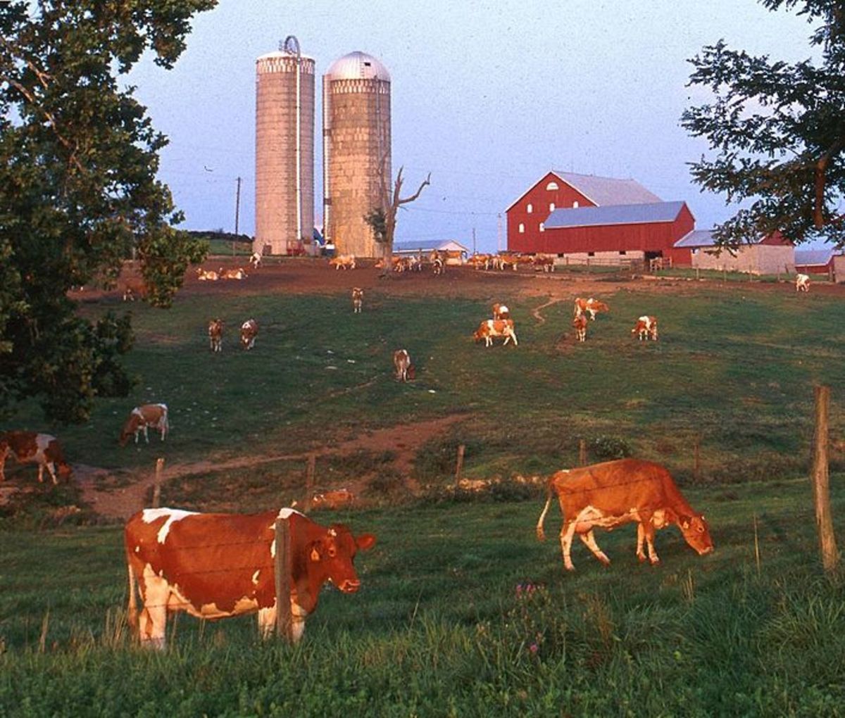 Dairy cattle in Maryland