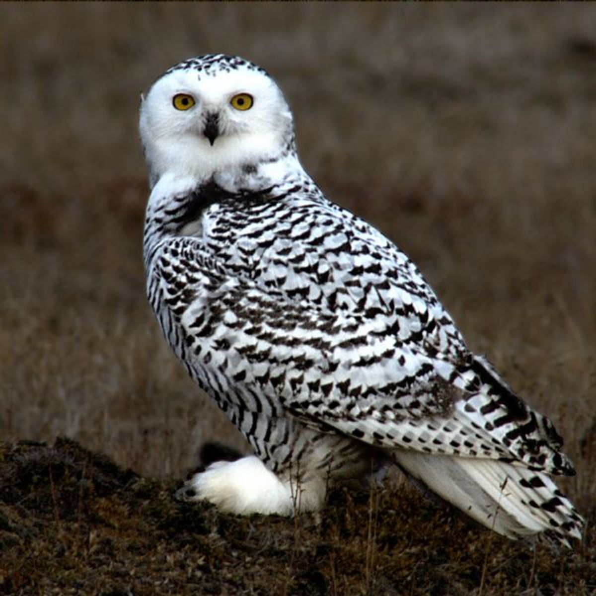 Everything You Wanted To Know About The Snowy Owl HubPages Everything You Wanted To Know About The Snowy Owl HubPages