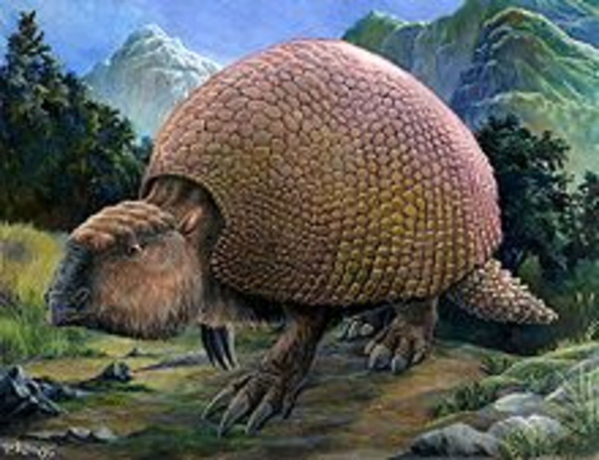 Another species of giant armadillo known as the glyptodon.