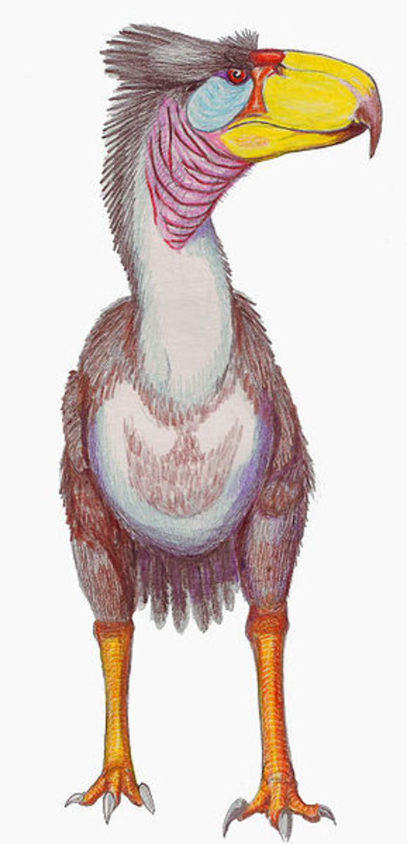 Finally, a seven foot high avian predator that would have been the closest humans ever came to meeting a dinosaur.