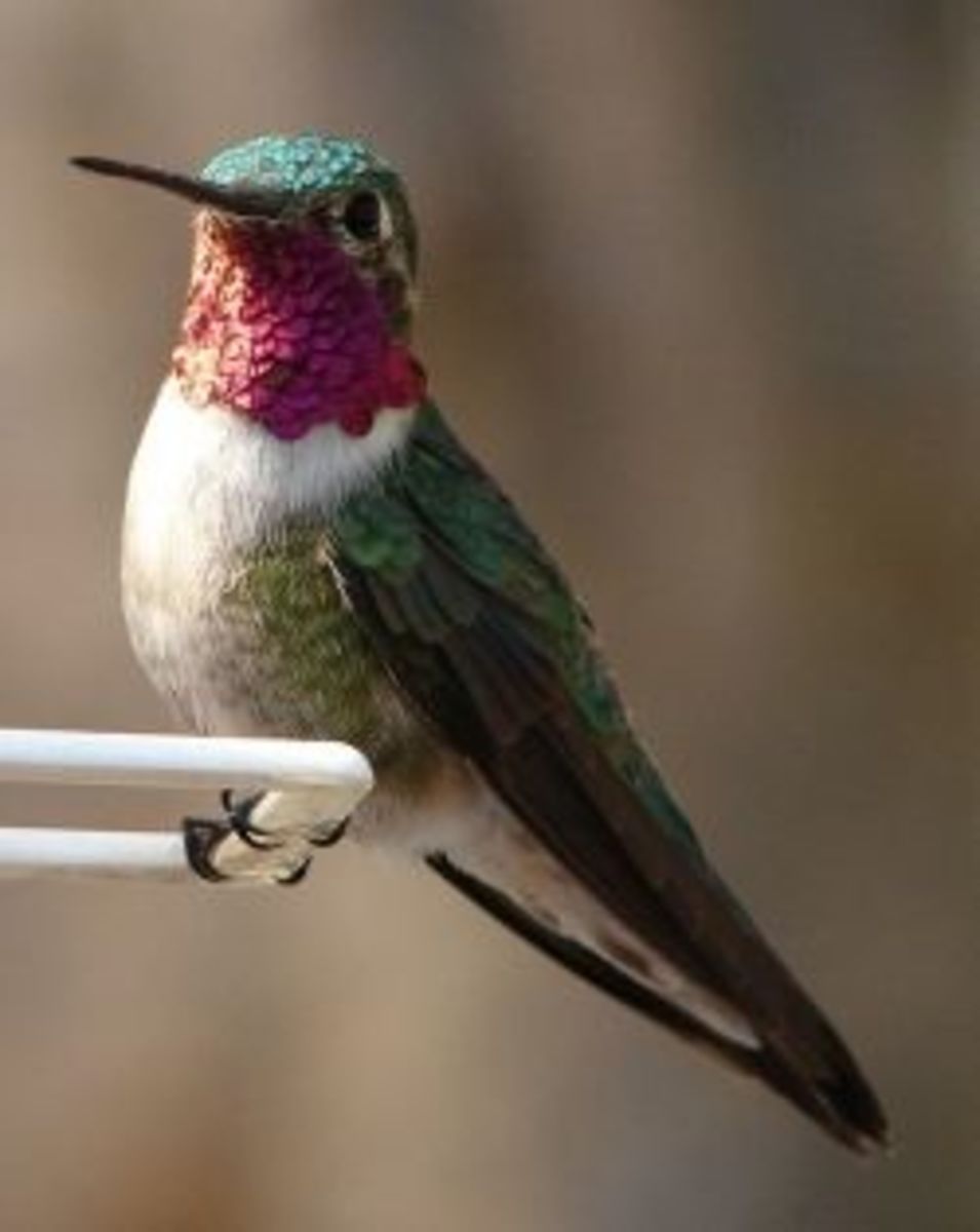 How to get a hummingbird out of the house