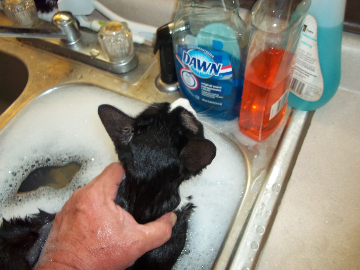 You wouldn't believe how much kitty whines when being bathed.