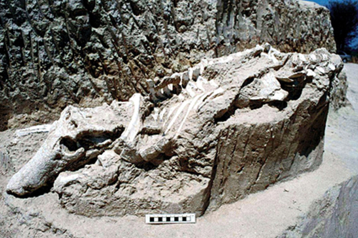 Dakosaurus andiniensis (Giant Croc) Fossils