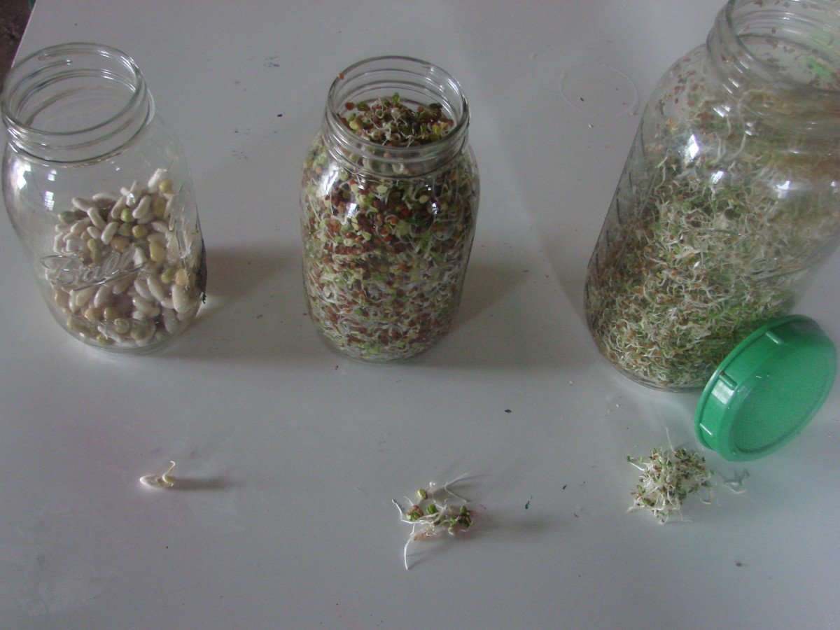 6 Steps to Successful Sprouting