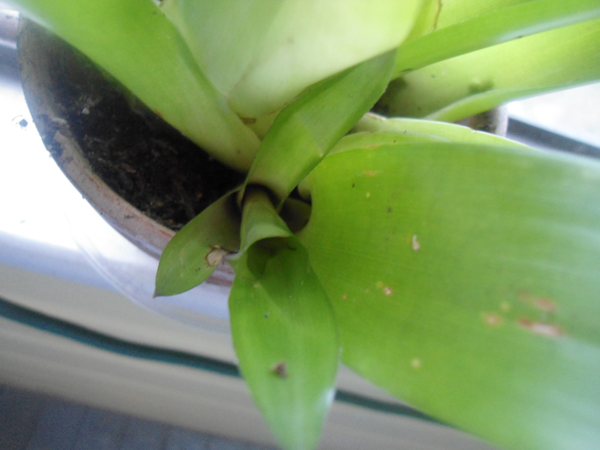 bromeliad-exotic-tropical-wonder-plant