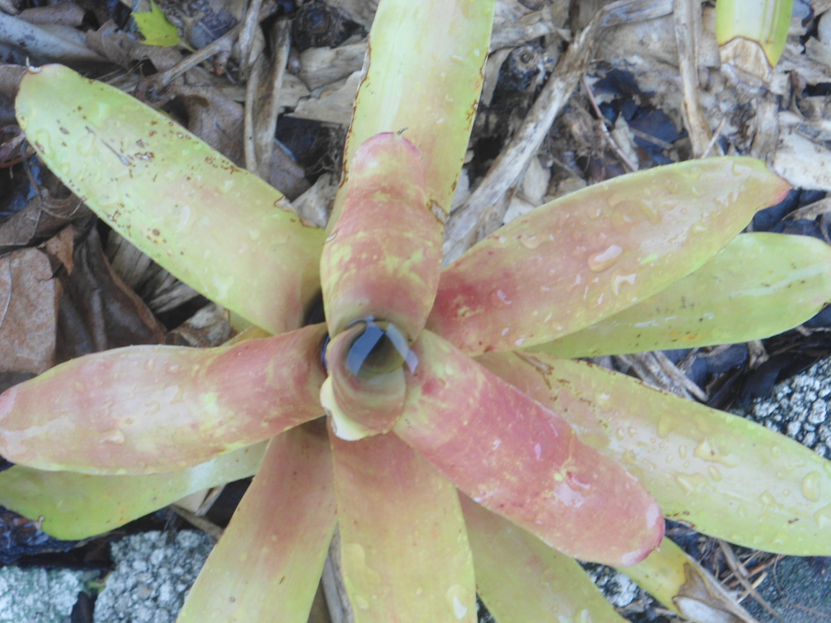 bromeliad-exotic-tropical-wonder-plant