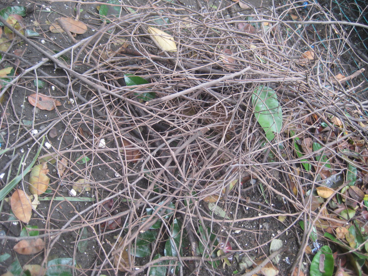 Arts and Design: Twigs and Branches  as Unique Source of Art