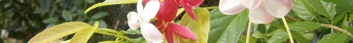the-rangoon-creeper-a-beautiful-blooming-vine