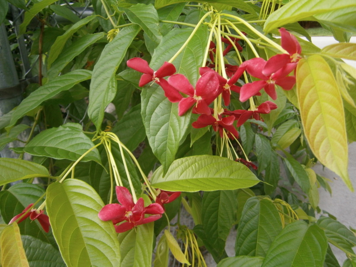 The Rangoon Creeper's cluster of red blooms