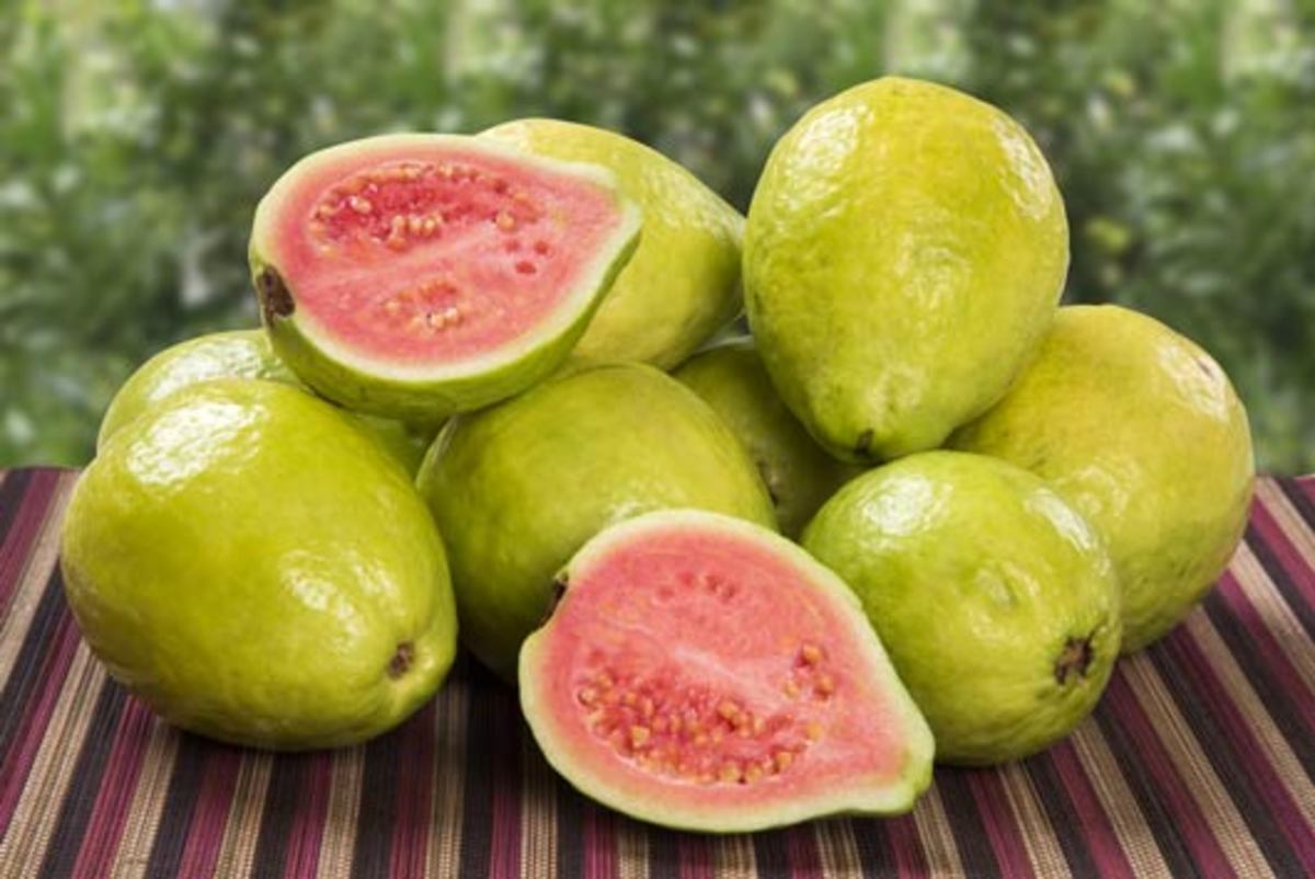 uses-of-guava-tree