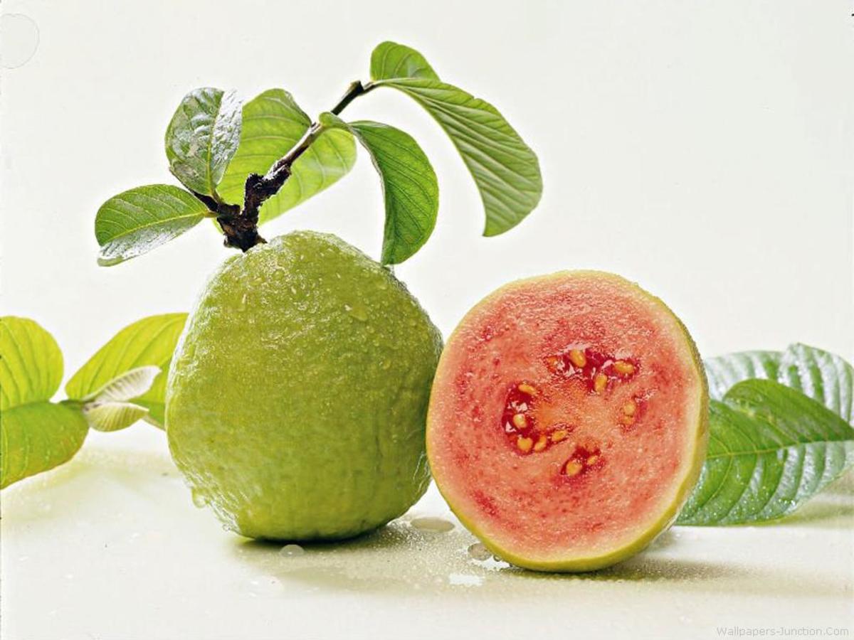 Uses of Guava Tree