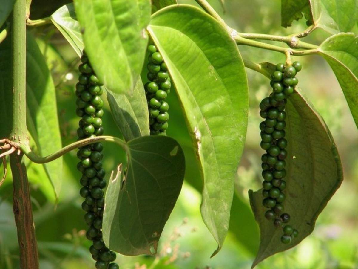 Pepper tree in Kerala