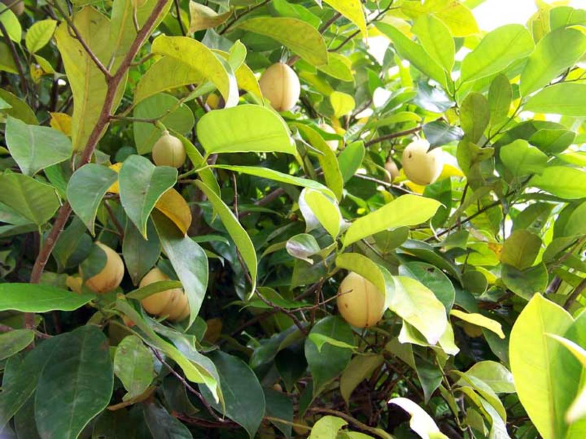 Nutmeg growing in trees