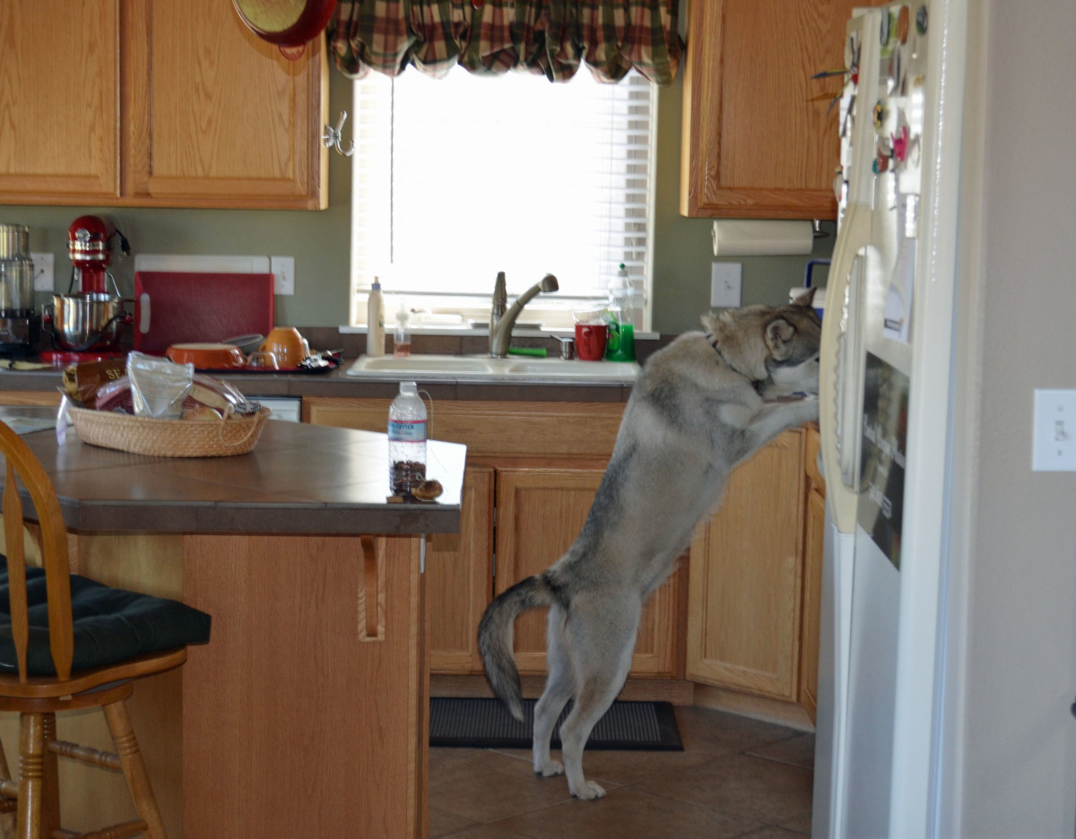 Counter surfing dogs are a nuisance and it can be a hard habit to break.