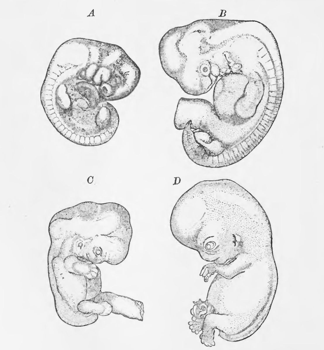 An embryo at 3 weeks gestation (A), 4 weeks gestation (B), 8 weeks gestation (C), and approximately 10 weeks gestation (D).