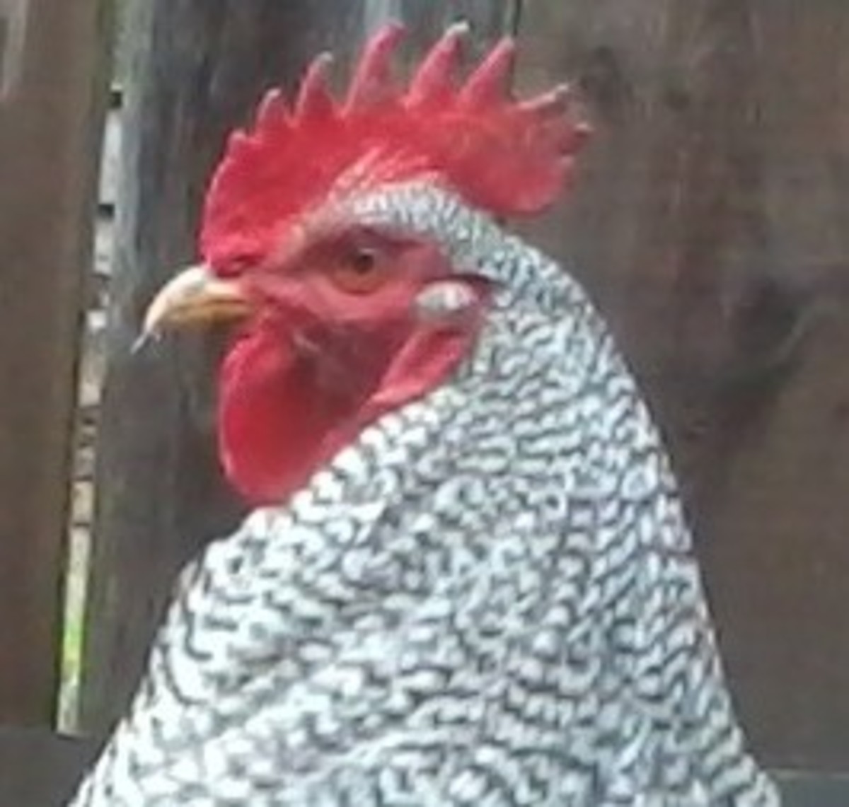 The healthy bright-red comb of a chicken.